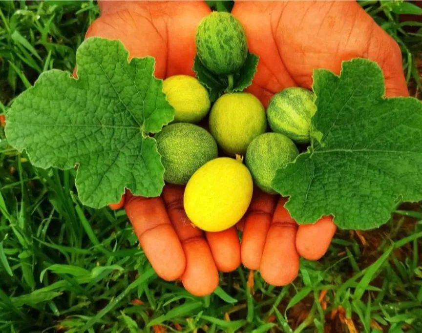 خلاصة ثمرة الحنضل